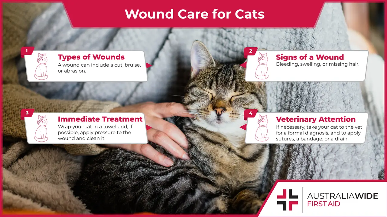 Cats are prone to injuries. Some injuries can be treated at home, while others need a formal veterinary diagnosis and treatment. It is important to know basic wound care for cats, as these injuries can become infected and lead to ongoing complications.